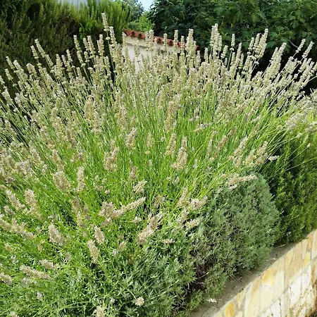 Urban Premium (adults Only) Апартаменты *